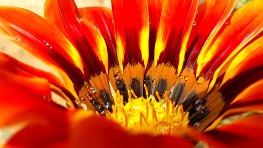 Gagenia sun flame close up