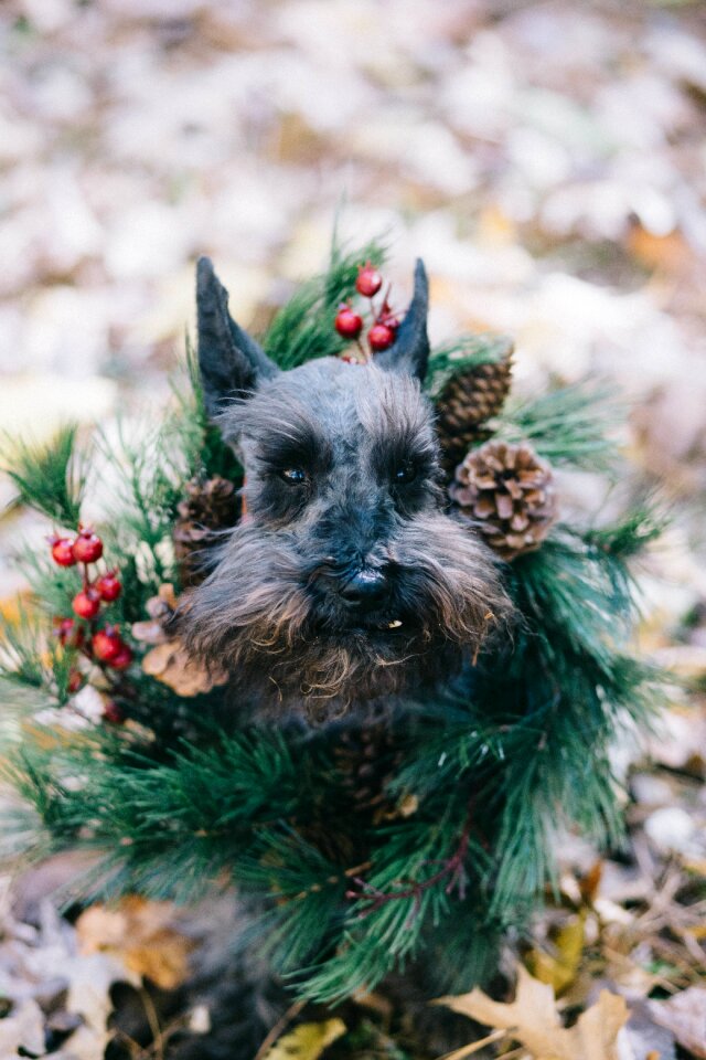 Animal christmas green