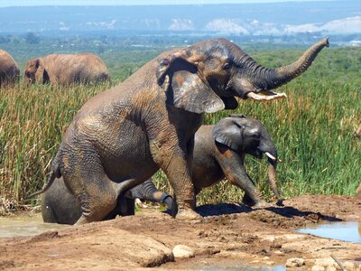 Animal mammal south africa photo