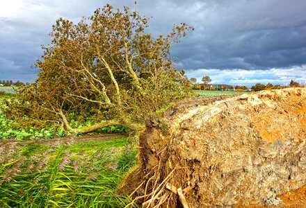 Tree root uprooted