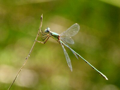 Iridescent lestes barbarus blackberry photo