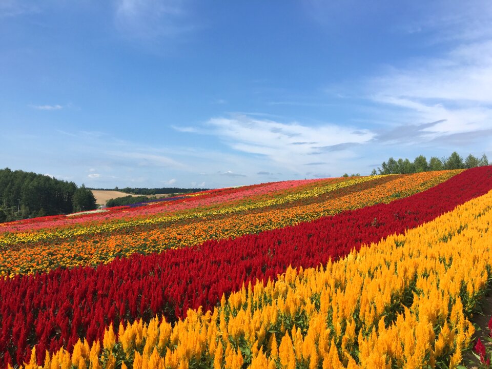 Flower garden summer flower
