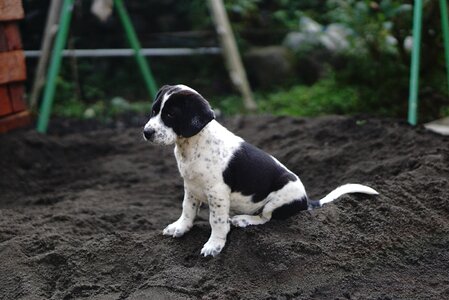 Animal pet cute
