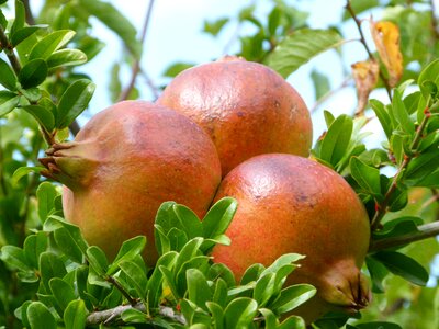 Magrana granado tree