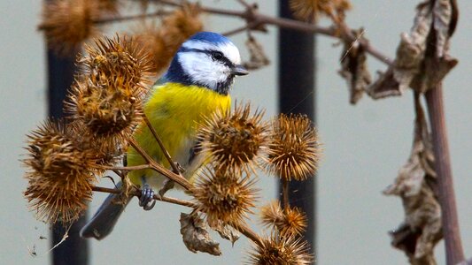 Nature blue tit animal world