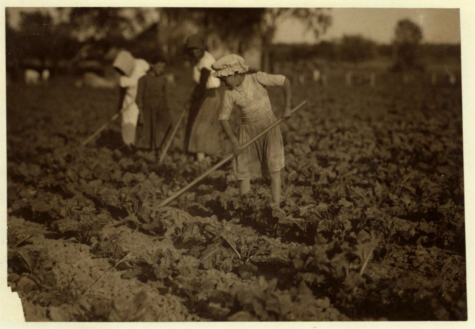 Barbara Lieber, nine-year old beet worker hoeing with her eleven-year old sister on a Wisconsin farm near St. John. See Hine Report, Wisconsin Sugar Beet, July 1915. LOC nclc.00281