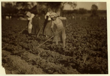 Barbara Lieber, nine-year old beet worker hoeing with her eleven-year old sister on a Wisconsin farm near St. John. See Hine Report, Wisconsin Sugar Beet, July 1915. LOC nclc.00281