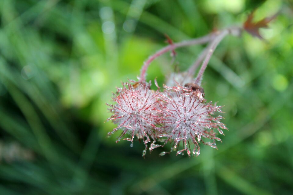 Flower flora wet