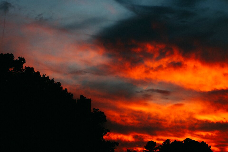 Sunset tree silhouette