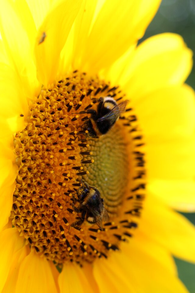 Plant insect pollination