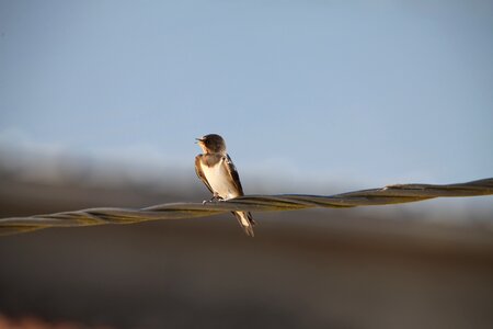 Outdoor swallow sky photo