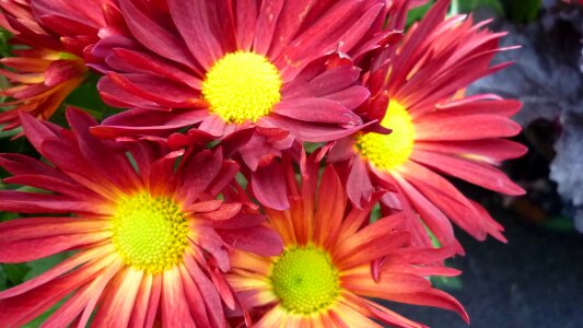 Bloom red inside