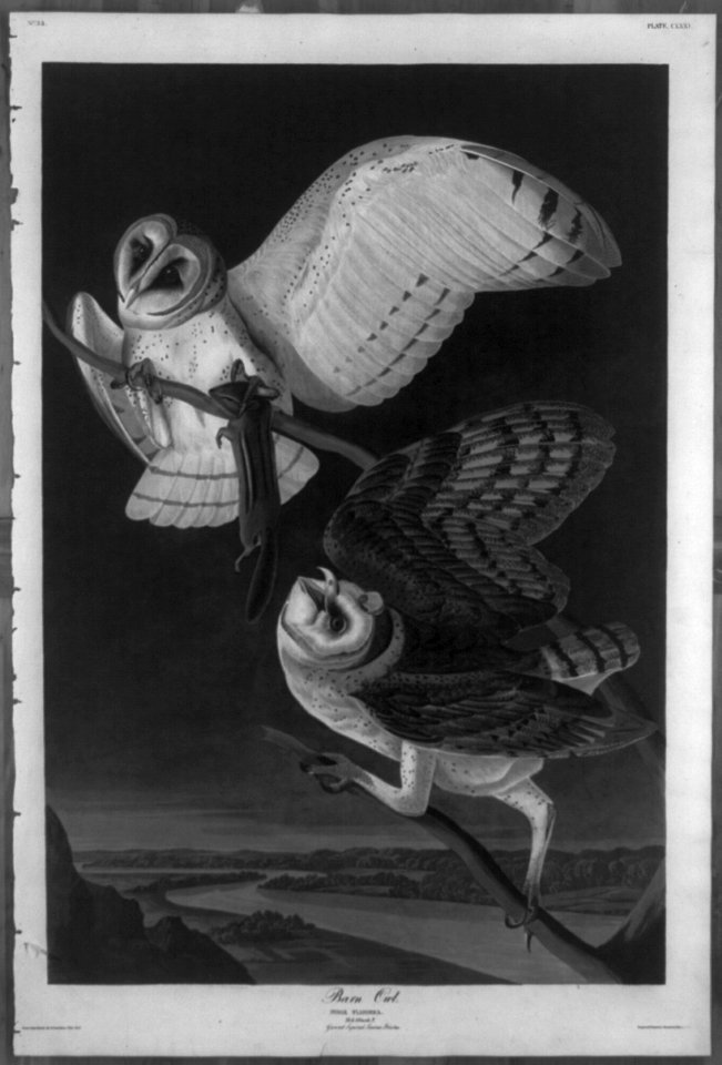 Barn Owl LCCN2002713400