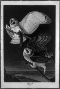 Barn Owl LCCN2002713400