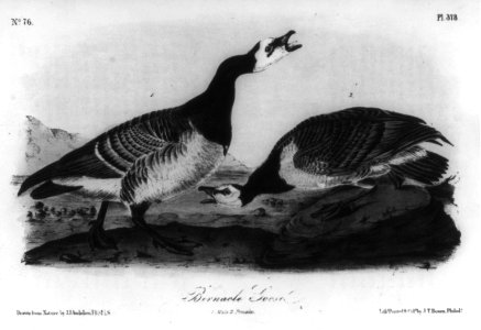 Barnacle Goose LCCN2004665538