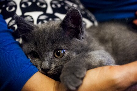 Domestic cat tomcat animal