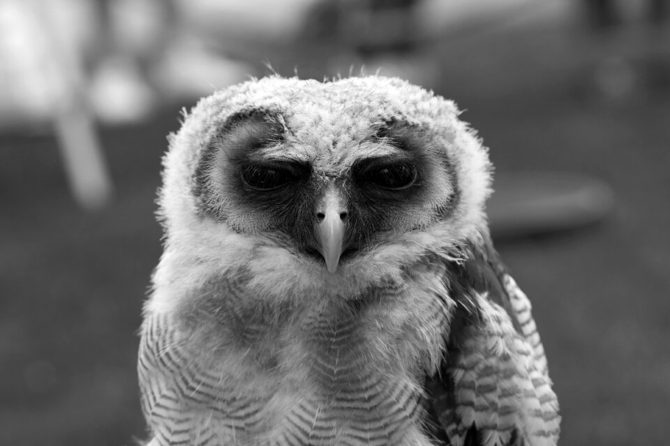 Bird wildlife hunter