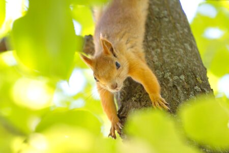 Tree animal little photo