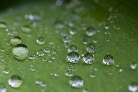 A drop of water green summer plant photo