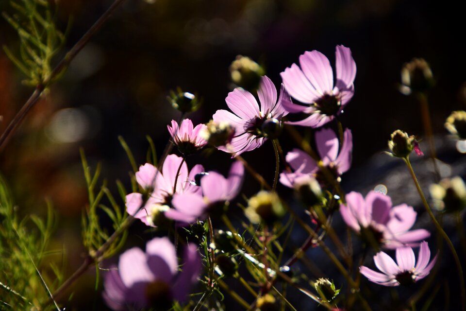 Summer grass cosmos