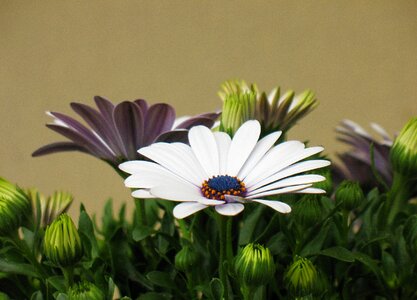 Spring blossom white photo