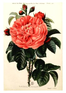 Baronne Prévost 1841