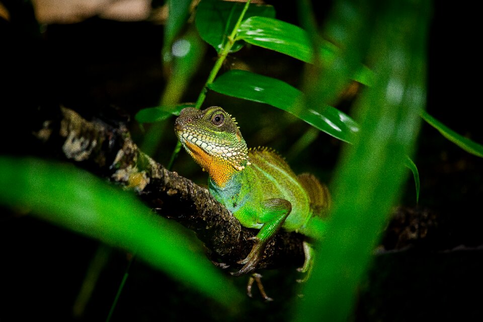 Reptile pets by nature