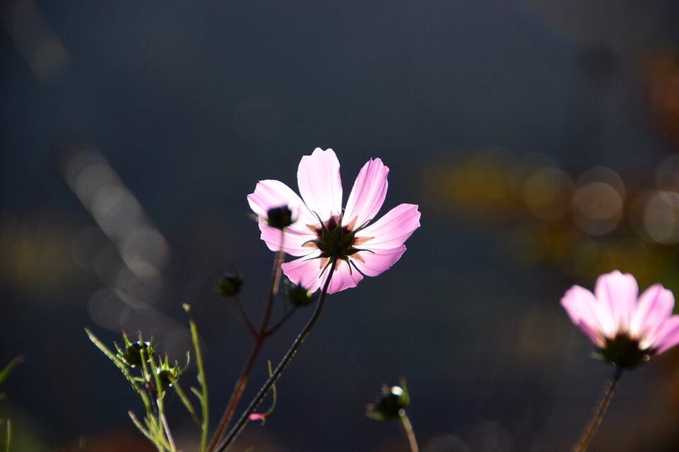 Summer grass cosmos