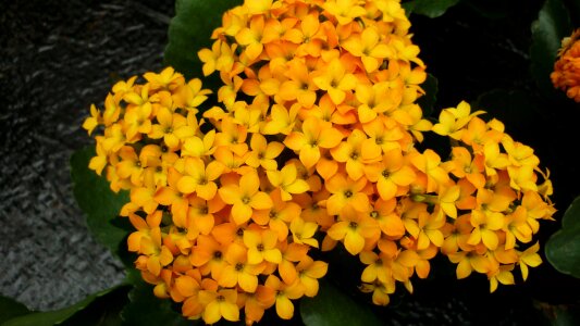 Flowers stone garden thick sheet greenhouse photo