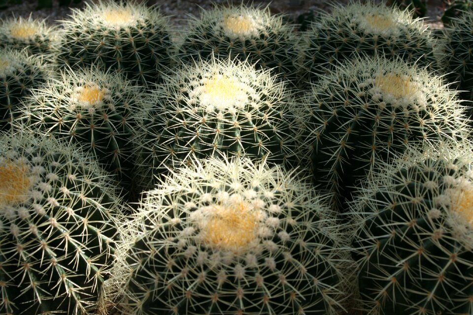 Cactus arboretum jeju island