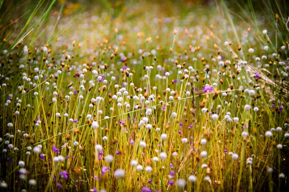 By nature flower a blade of grass
