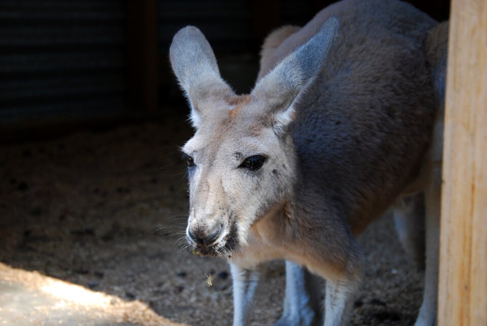 Portrait wildlife australia
