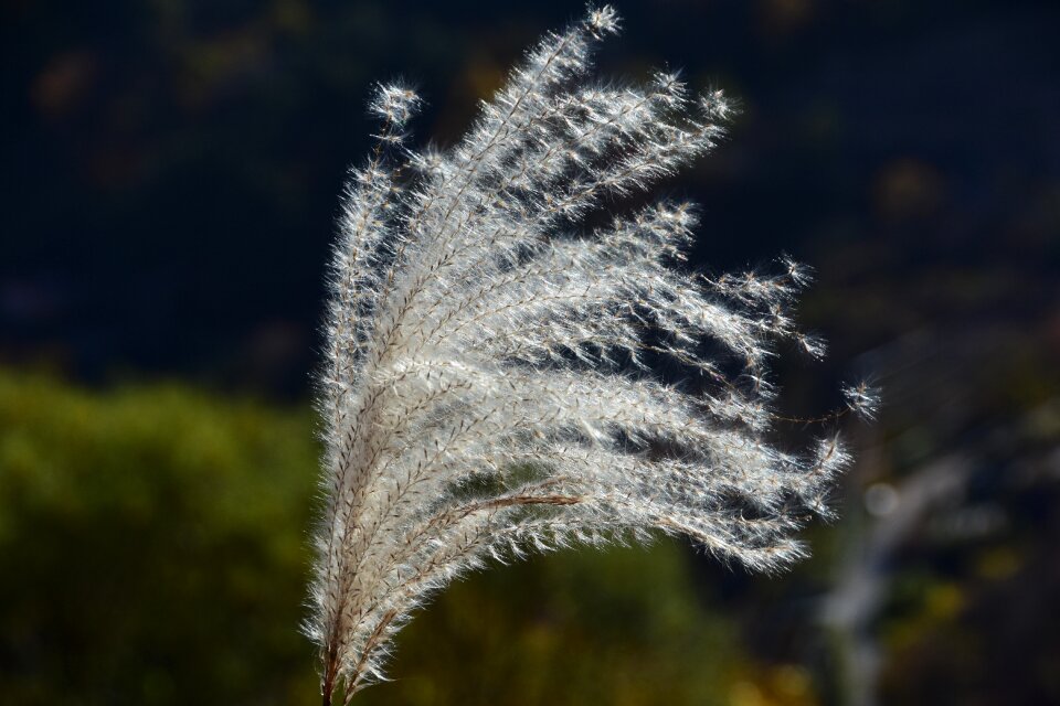 Wildlife outdoors silver grass