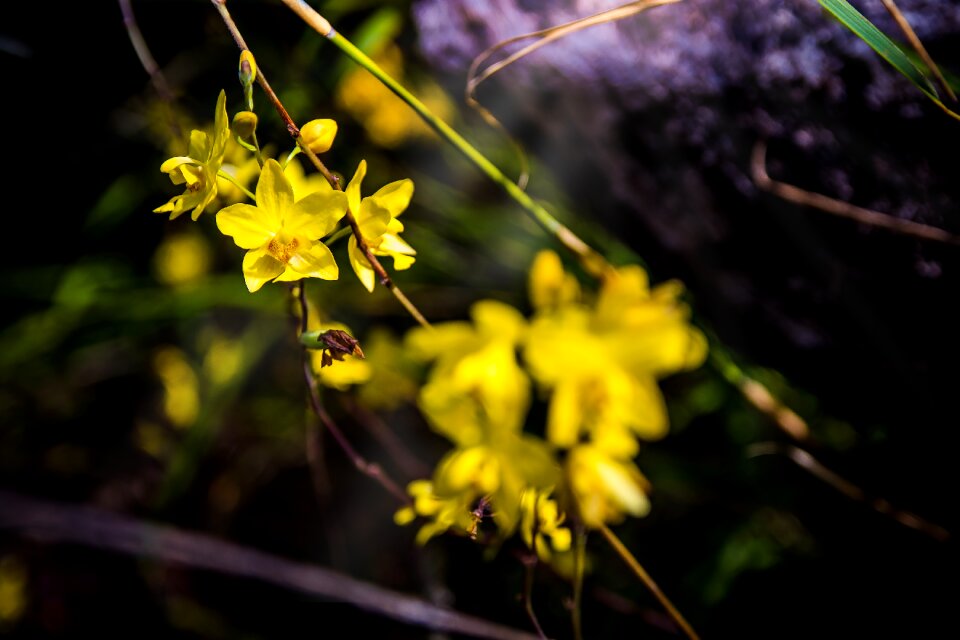 Yellow flowers nature a yellow flower