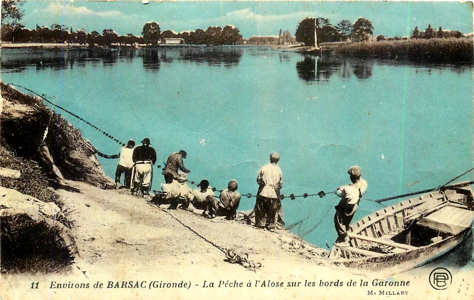 Barsac - La pêche à l'Alose