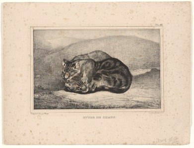 Barye - Étude de Chats, 1948-76-7