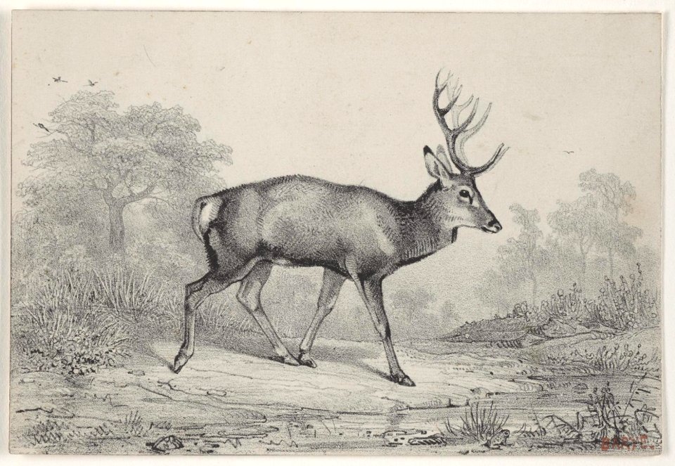 Barye - Le Cerf Dix Cors, 1960-139-65