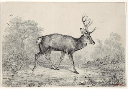 Barye - Le Cerf Dix Cors, 1960-139-65