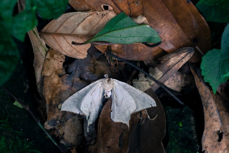 Butterfly insect animal