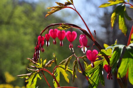 Garden plants wood photo