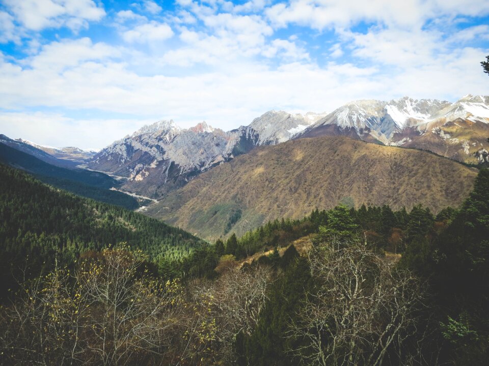 Trees landscape nature
