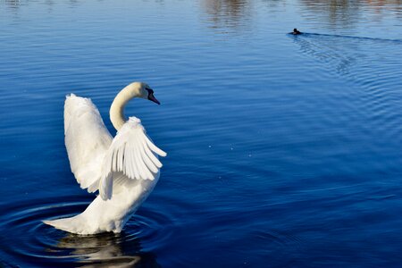 Swan bird outdoors photo