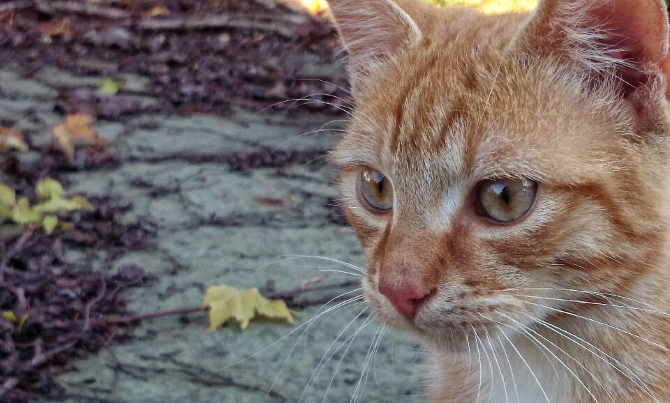 Foliage eyes cat staring