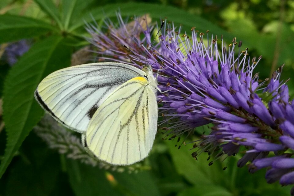 Insect bug butterfly