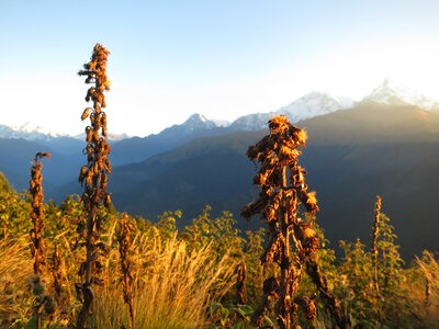 Hills plants poon hill photo