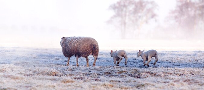 Winter wildlife spring