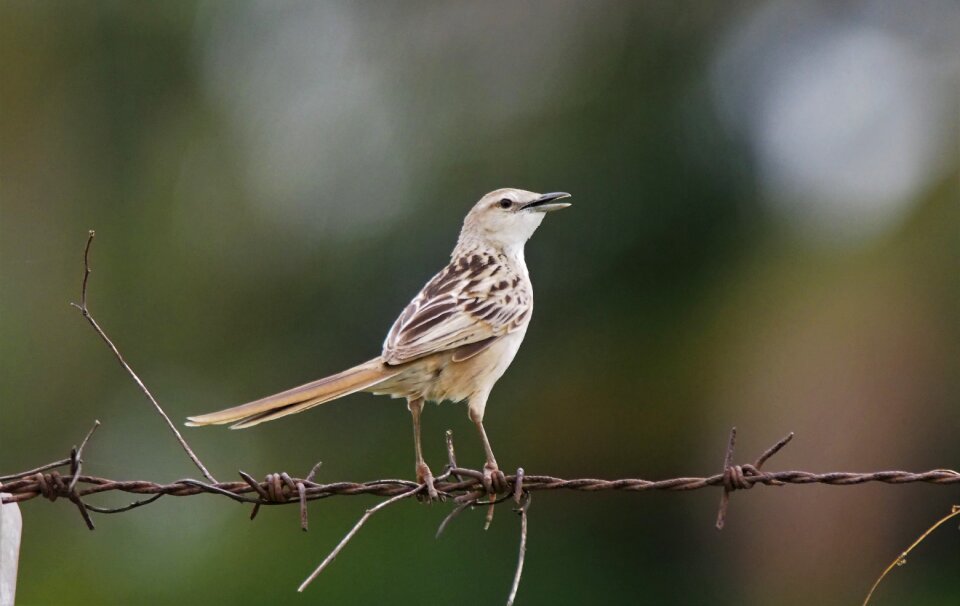 Wildlife animal little