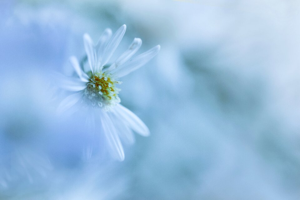 Flower bokeh macro