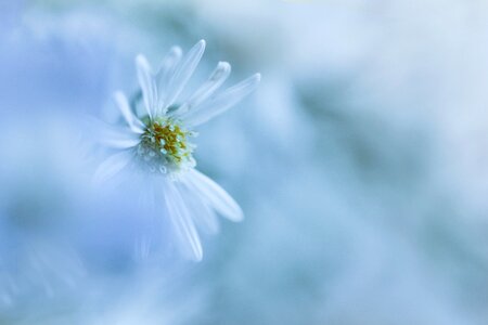 Flower bokeh macro photo