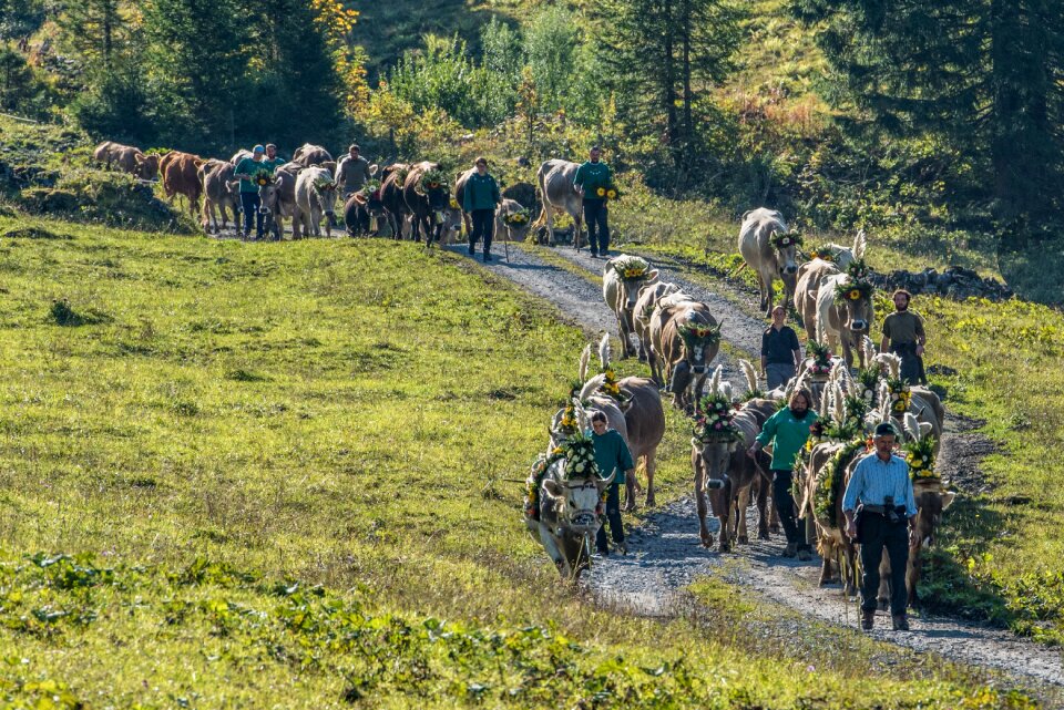 Cows autumn livestock